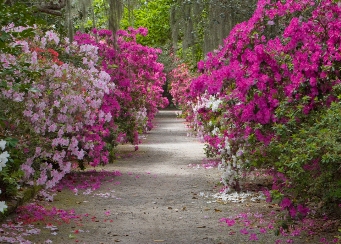 Azaleas in Magnolia Plantation and Gardens 